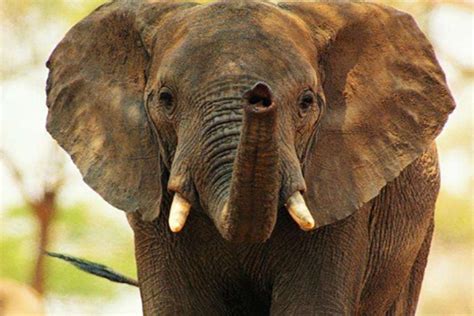 小象用鼻子抓住妈妈象牙，画面十分温馨，网友：只有象才需要象牙|象牙|小象|大象_新浪新闻