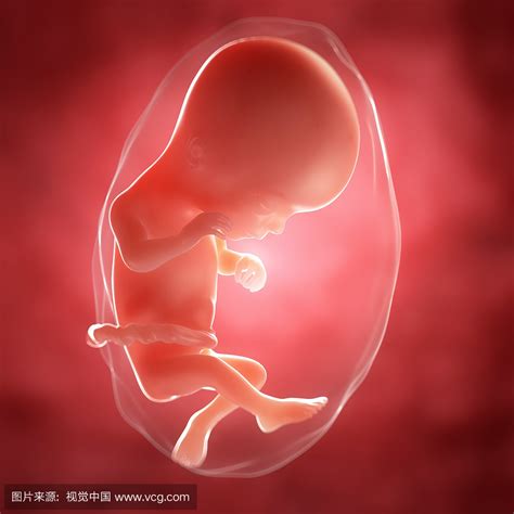 怀孕16周胎儿发育图_怀孕五周到四十周胎儿图_微信公众号文章