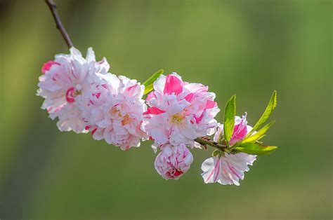 春花烂漫——赏花的季节-中关村在线摄影论坛