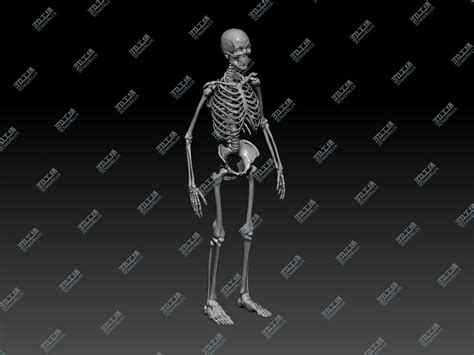 人类骨头骨架骷髅3D模型效果图，STL格式|三维|人物/生物|丁萍3D建模设计师 - 原创作品 - 站酷 (ZCOOL)