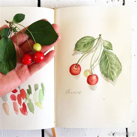 通过植物插图日记和观察绘画来探索大自然的美 | 伦敦艺术家 Somang|大自然|插图|日记_新浪新闻