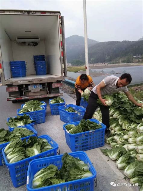 叙永县商超上门收购解决农民销售难 收购蔬菜2万余斤、鸡蛋1万余个_四川在线