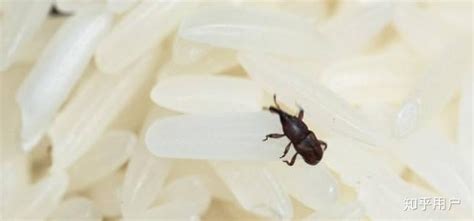 大米生虫子怎么办 还能吃吗 几招技巧去虫 - 言之在线
