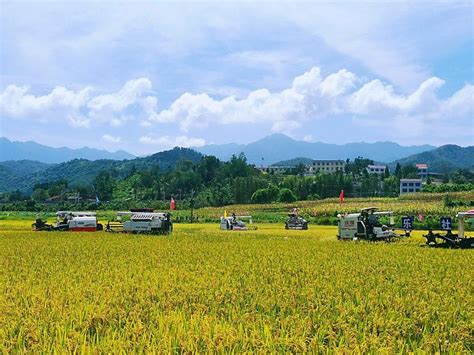 安康恒口3.5万亩水稻进入成熟收割期 - 西部网（陕西新闻网）