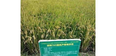 【水稻品种大全】-水稻品种图片-水稻品种介绍-耕种帮种植网