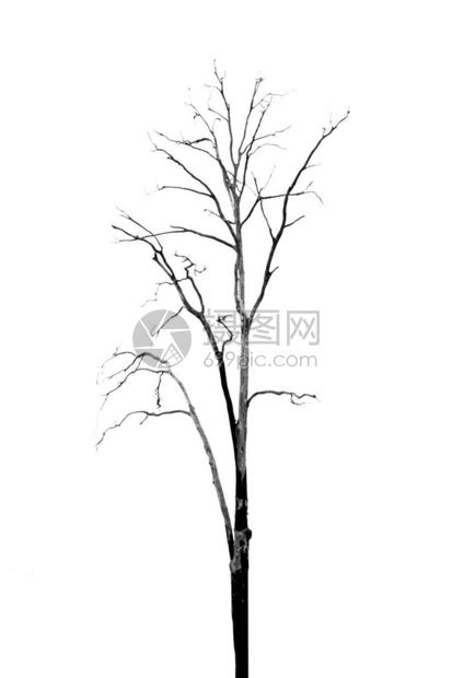 没有叶子的死树在白色高清图片下载-正版图片504076652-摄图网