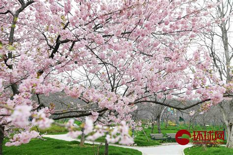 绝美！北京植物园40万株郁金香进入最佳观赏期 | 北晚新视觉