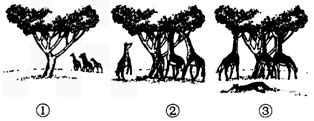 根据达尔文的自然选择学说.长颈鹿的长颈和高前肢的形成是( )A．由于经常使用而逐渐积累的结果B．自然选择的结果C．为了吃到高处的食物D．由 ...