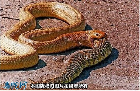 蛇吃老鼠的全程不中断视频!过程惊人_腾讯视频