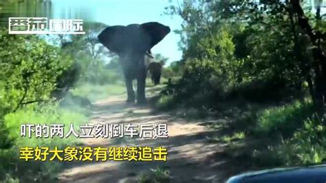 南非克鲁格国家公园大象斗野狗 在旁游客险遭殃 - 神秘的地球 科学|自然|地理|探索