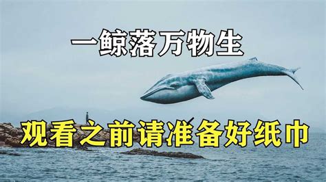 巨鲸落，万物生_魚后彩虹呀-站酷ZCOOL