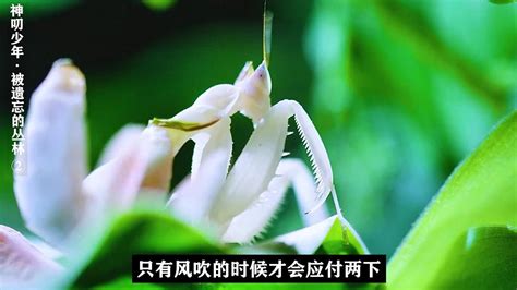 科学网—兰花螳螂：欣赏与保护 - 姜虹的博文