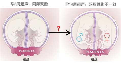 怎么才能怀双胞胎，自然受孕，怎样才能怀上双胞胎 - 科猫网