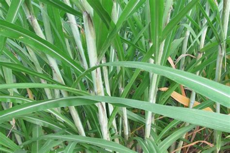 皇竹草和甜象草适宜的种植温度-花草百科