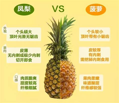 凤梨就是菠萝吗（凤梨和菠萝的区别） – 碳资讯
