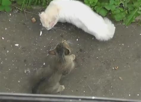 两只流浪猫打架 看到最后这姿势 不厚道地笑了
