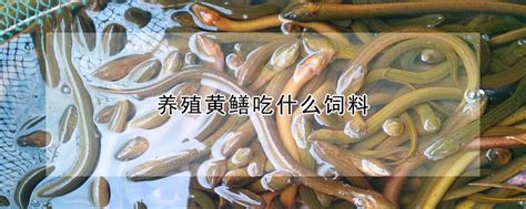 养殖黄鳝吃什么饲料 —【发财农业网】