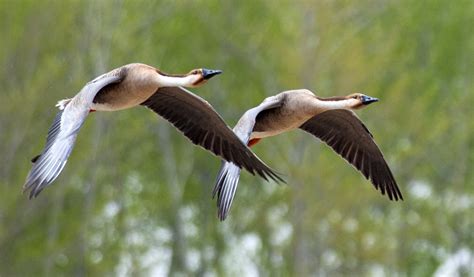 豫南小两口养了一群会飞的大雁，天天水中嬉戏，人们能近距离观赏-大河网