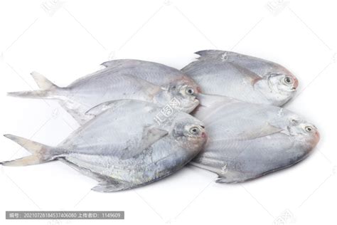 水族馆里的银鲳鱼高清图片下载-正版图片504815331-摄图网