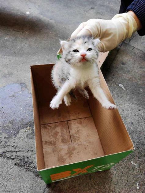 航空板传出喵喵声 疑似偷渡到上海的小猫被截获已隔离_手机新浪网