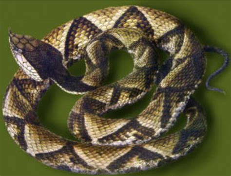 属蛇的名字，18种有关蛇的种类-八字-荣耀易学