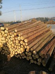 了解杉木——高质量木材的首选 - 正材网