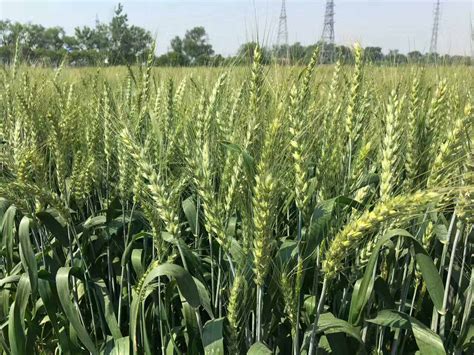 高产小麦品种 - 农敢网
