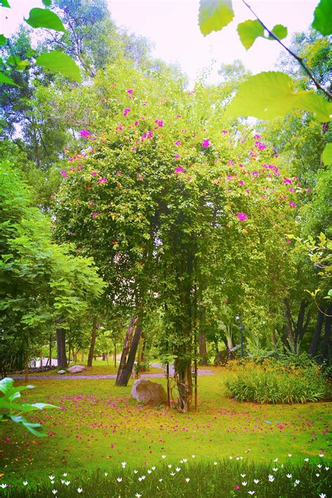 【双色樱——一棵开花的树摄影图片】东湖樱园生态摄影_霞影_太平洋电脑网摄影部落
