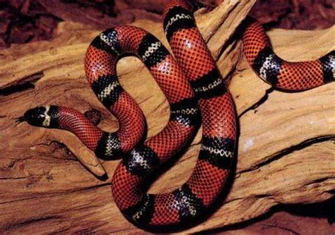 动物趣闻：红色蛇类有哪些，盘点世界上十种红色蛇类