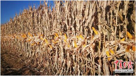 高产玉米品种C1348 #高产玉米种子 #幸福乡村丰收季 #最新国审玉米高产品种
