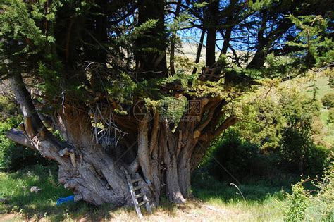 古老的松树高清图片下载-正版图片320835952-摄图网