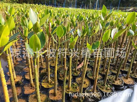 黑橄榄广西小吃黑色榄角无核乌橄榄肉500g一斤榄角250g包-阿里巴巴