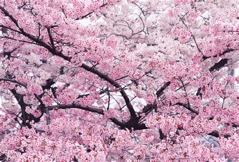 正在盛开的樱花高清图片下载-正版图片501204216-摄图网