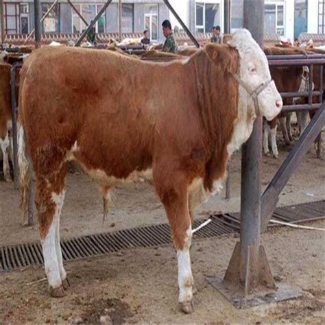 山区肉牛养殖牛养殖基地养牛利润分析 山东 绿富隆-食品商务网
