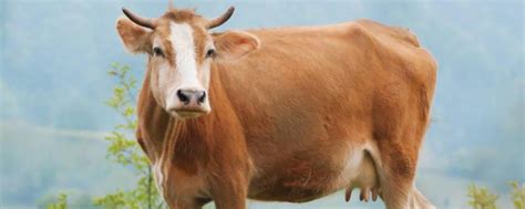如何根据声音判断牛是否生病 - 运富春