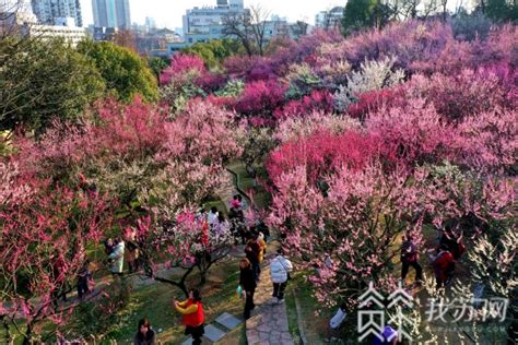 南京古林公园梅花盛开 吸引众多市民观赏-荔枝网图片