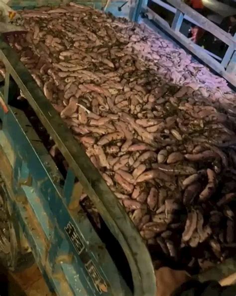 烟台海肠爆发 有人一晚捞上千斤：还有大量泸沽虾随便捡 - 山东 - 关注 - 济宁新闻网