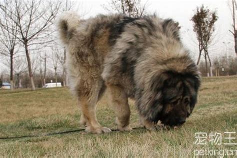 高加索犬和藏獒比起来哪个厉害？高加索犬和藏獒的特点 - 农敢网