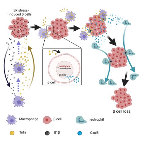 肿瘤干细胞与免疫细胞的相互作用__凤凰网