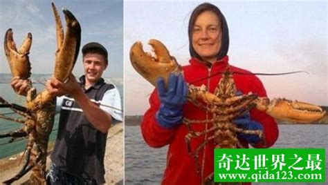 世界上最大的龙虾：体长1米，重达30斤(镇店之宝)_探秘志