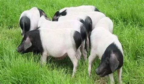 生猪存栏量和能繁母猪数量均居全省第一 金华生猪供应跑赢全省__凤凰网