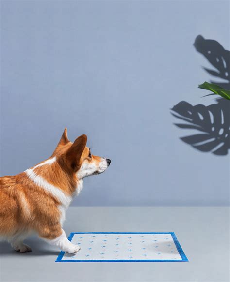 幼犬尿垫怎么用-如何教狗使用尿垫？-行业资讯-江苏旺迪宠物纸尿裤厂家