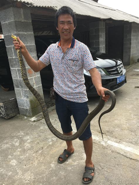 农村红蛇是什么蛇？中国常见的红色蛇都有哪些？_其他蛇_毒蛇网