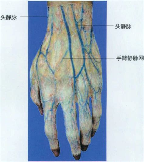 小隐静脉解剖图图片