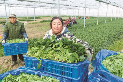 广州保供蔬菜从哪来？南财记者带你探访增城蔬菜基地_凤凰网视频_凤凰网
