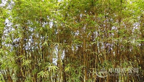 小琴丝竹的应用范围和养护方法-中国木业网