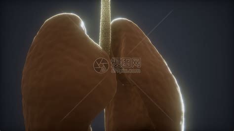 肺移植的手术方式有哪些？_再造人