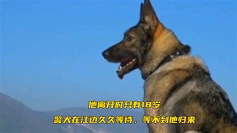 警犬训练_1920X1080_高清视频素材下载(编号:6664621)_实拍视频_光厂(VJ师网) www.vjshi.com
