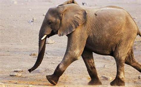 大象的特点和外形描述 大象有什么特点_知秀网