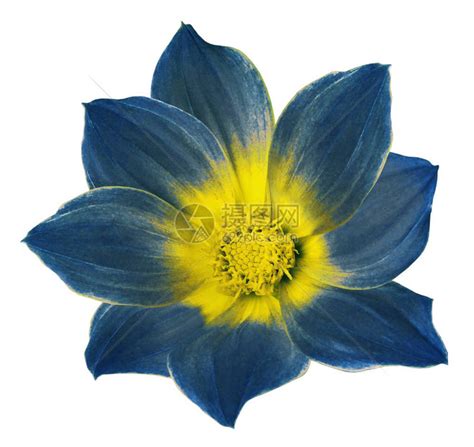 明亮的蓝色大丽花在白色孤立的背景与剪切路径用于设计质地明信片包装的花插画图片下载-正版图片402379463-摄图网